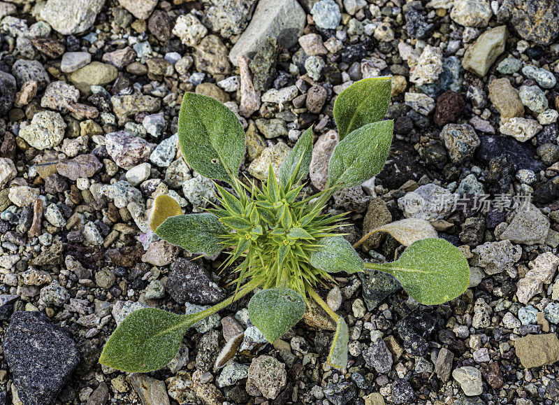 Chorizanthe rigida，俗称魔鬼刺花、硬刺花、刺草、硬刺草，是蓼科荞麦属的一种一年生植物，位于加州死亡谷国家公园。